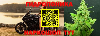 шишки Славгород