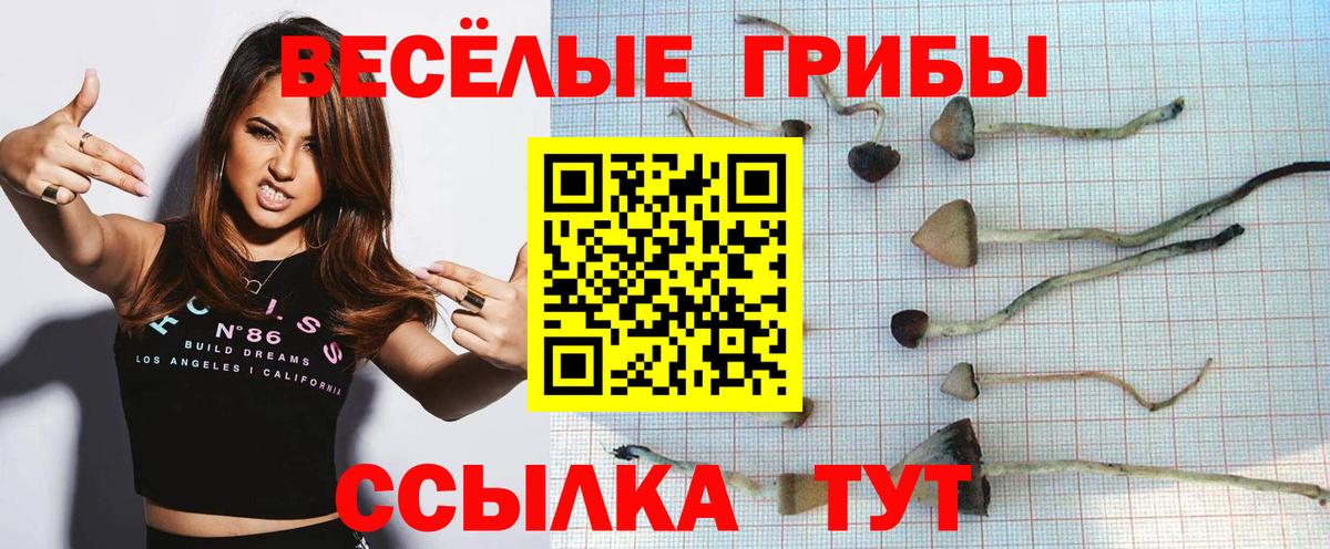 Галлюциногенные грибы Psilocybe Рубцовск